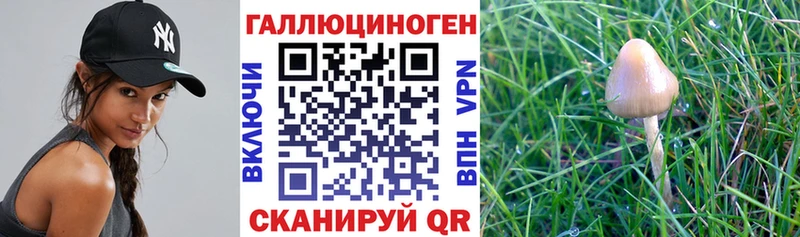Галлюциногенные грибы Psilocybine cubensis Перевоз